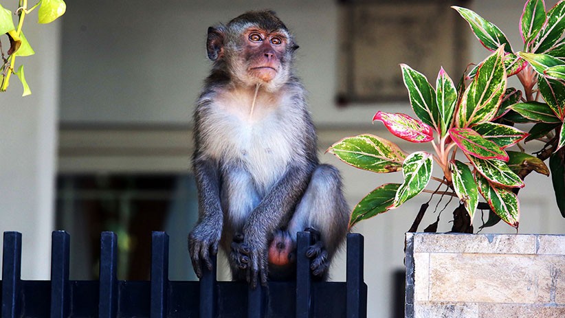 Dokter Hewan Meninggal setelah Terinfeksi Virus Monyet, Kasus Pertama di Dunia