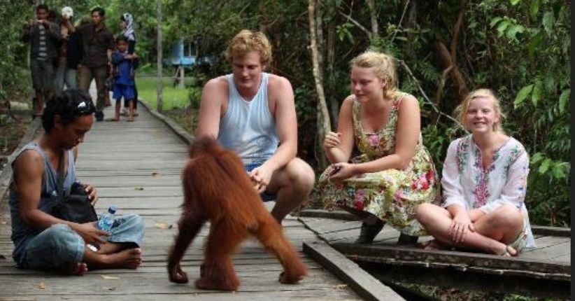 Wisata Antimainstream di Tanjung Puting, Lihat Populasi Orangutan