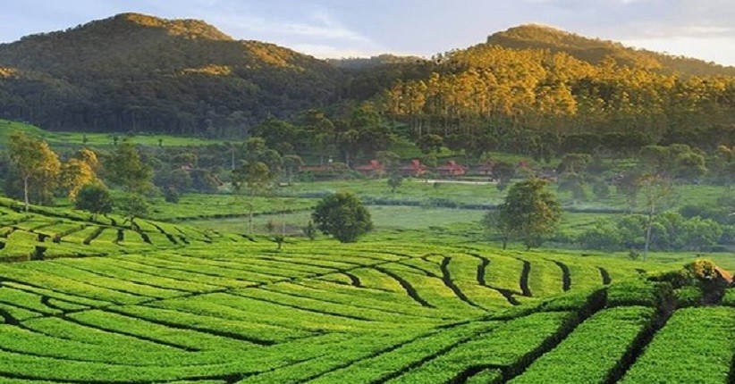 Wisata di Bandung, Asyiknya Jelajahi Perkebunan Teh Rancabali yang  Instagramable