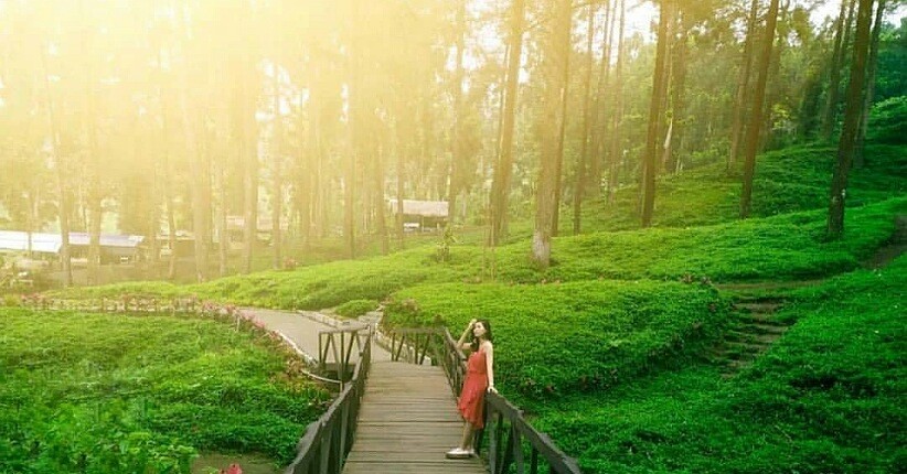 Wisata Purwokerto Hutan Pinus Limpakuwus