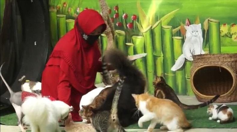 Hukum Jual Beli Kucing Menurut Islam, Begini Pendapat Ulama