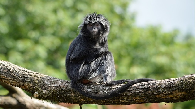 Cerita Rakyat Lutung Kasarung Kisah Romantis Purbasari dan