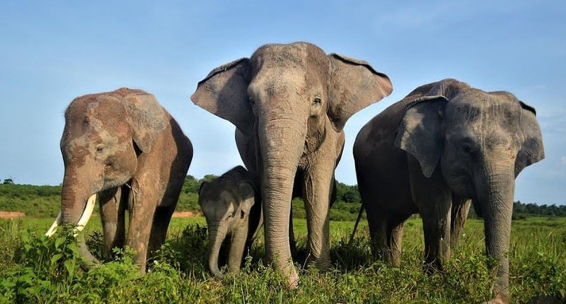 Pemerintah bakal Bangun Pagar 138 Km di Way Kambas, Akhiri Konflik Gajah dan Manusia Pemerintah bakal Bangun Pagar 138 Km di Way Kambas, Akhiri Konflik Gajah dan Manusia