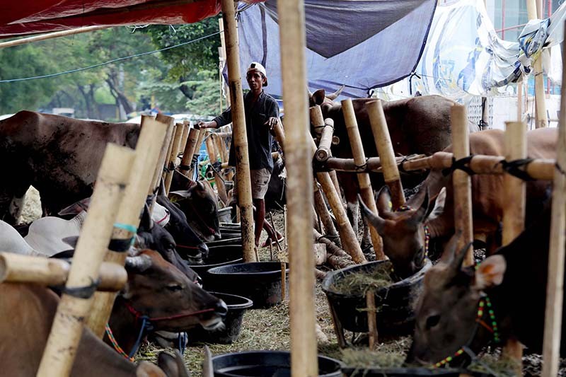 Pemprov Jakarta Siapkan 160 Sapi Kurban Iduladha, Bakal Disalurkan ke Masyarakat Pemprov Jakarta Siapkan 160 Sapi Kurban Iduladha, Bakal Disalurkan ke Masyarakat
