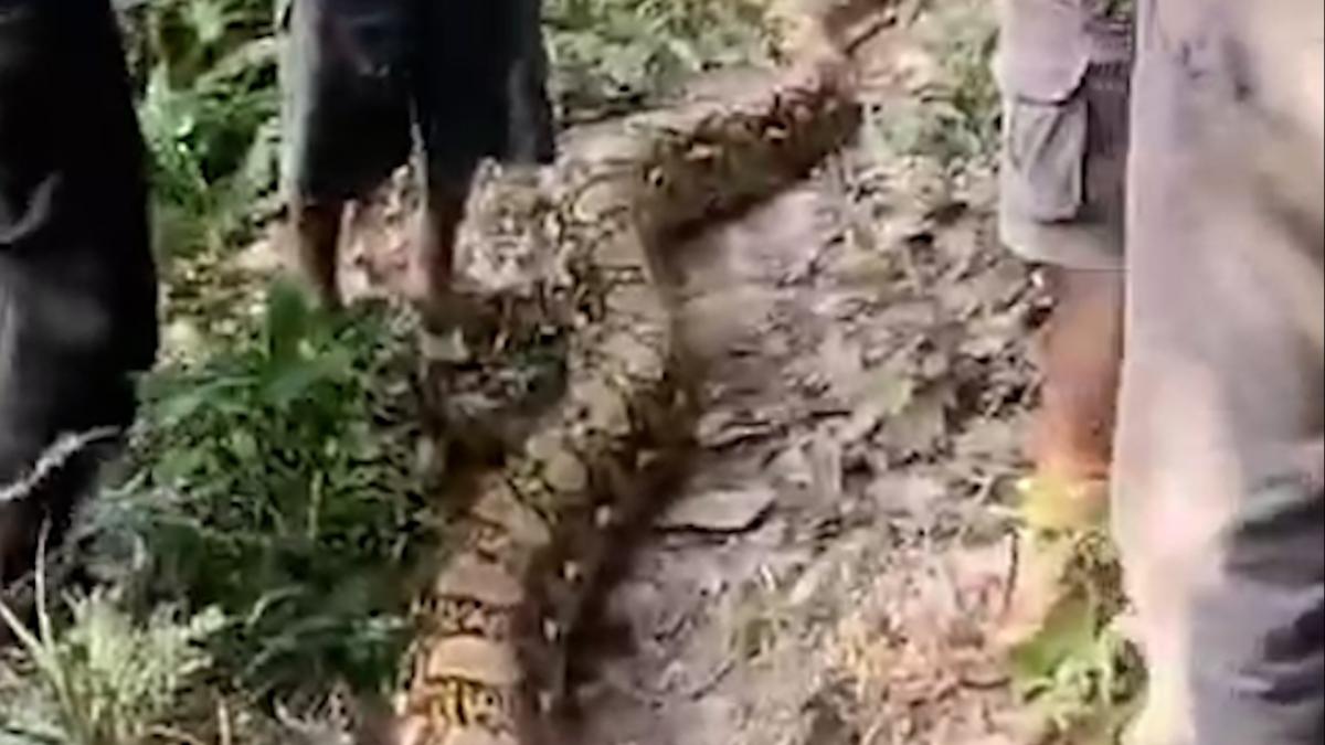 Pulang Berkebun Petani