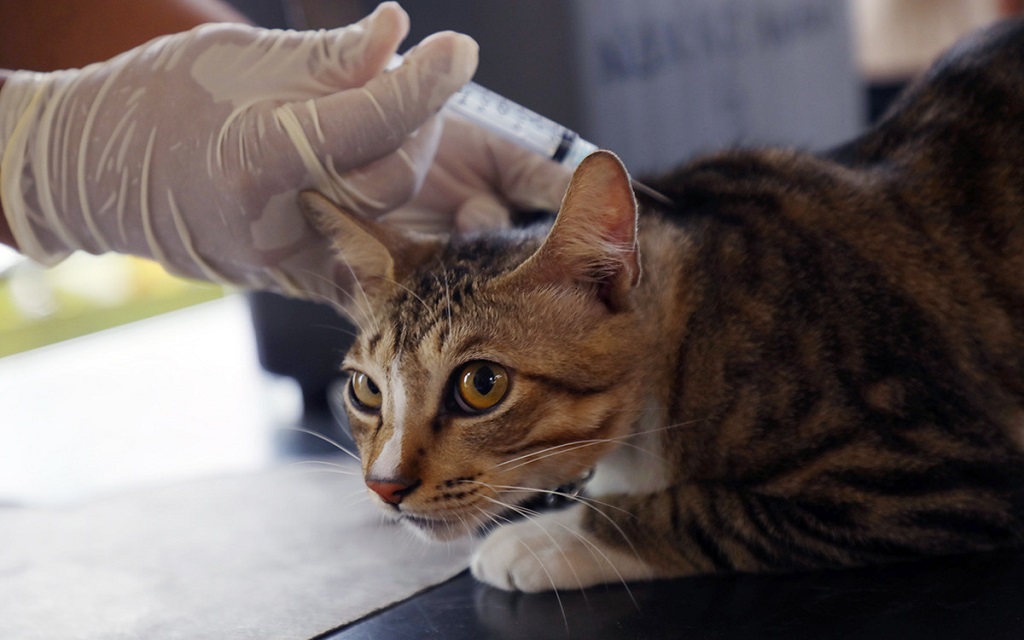 Ada Sterilisasi Kucing Gratis di Jakarta Barat Pekan Depan, Catat Syaratnya Ada Sterilisasi Kucing Gratis di Jakarta Barat Pekan Depan, Catat Syaratnya