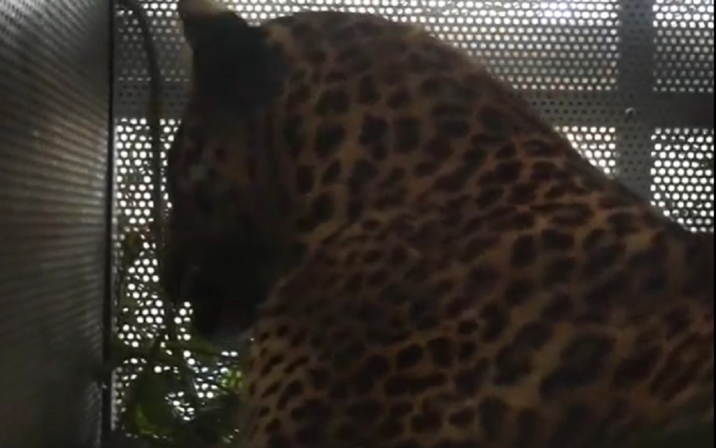 Momen Dramatis Macan Tutul Jawa Terkam 2 Warga Ditangkap di Pacet Bandung Momen Dramatis Macan Tutul Jawa Terkam 2 Warga Ditangkap di Pacet Bandung