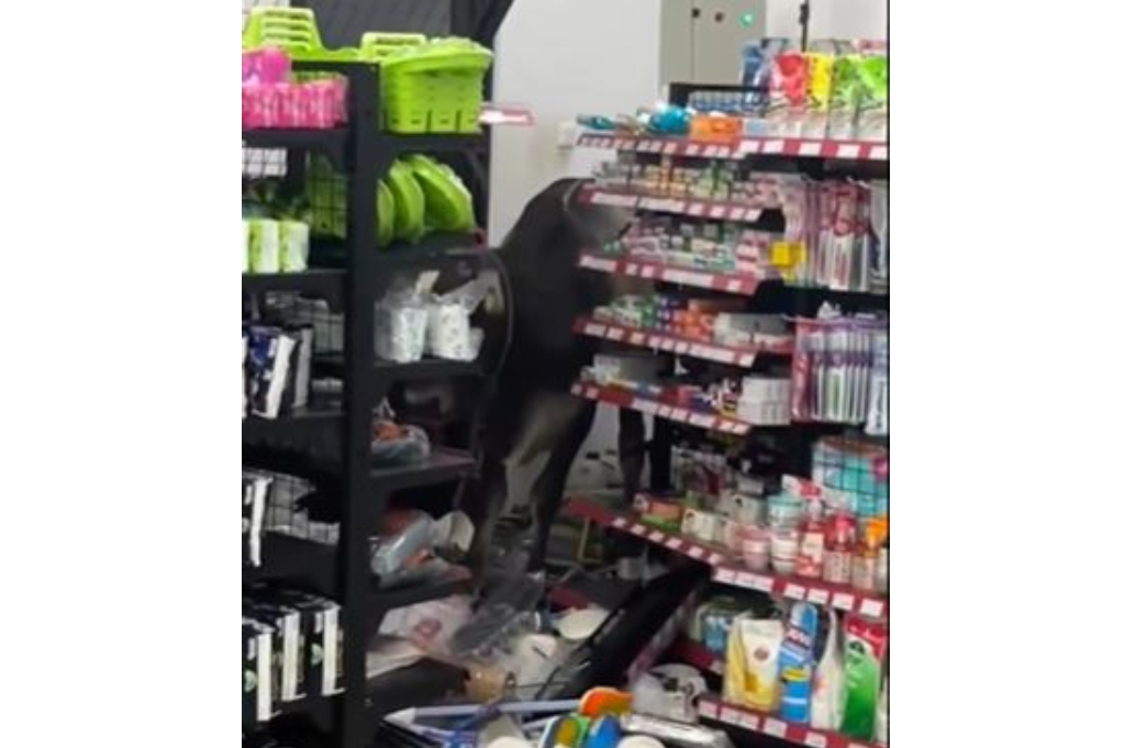 Sapi Kurban Mengamuk Masuk Minimarket di Bogor, Kejar Warga hingga Rusak Kendaraan
