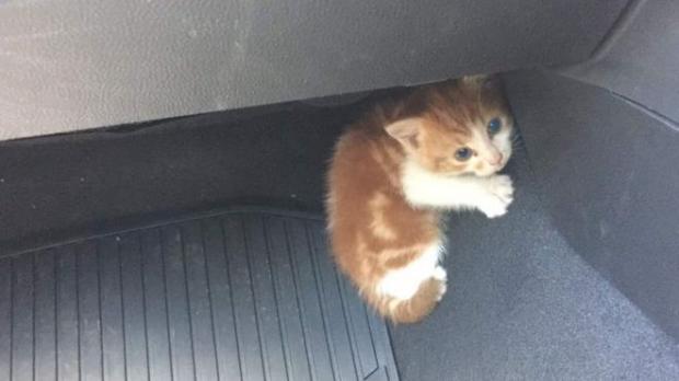 Gara Gara Anak Kucing Polisi Terpaksa Tutup Jalan Di Auckland