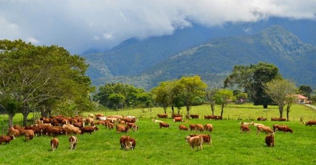 Memandang Keindahan Padang Rumput Mangateh Sumbar Mirip New Zealand