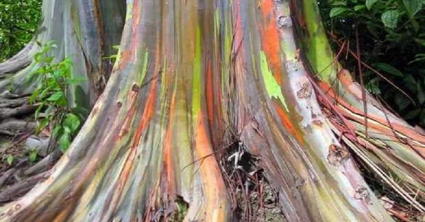 5 Pohon Aneh Di Dunia Ada Rainbow Eucalyptus Dari Indonesia