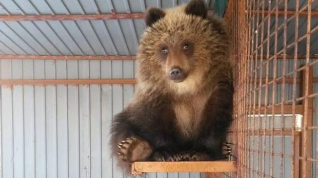 Kisah Mashka Si Beruang Kesepian Yang Ditolak Di Kampungnya