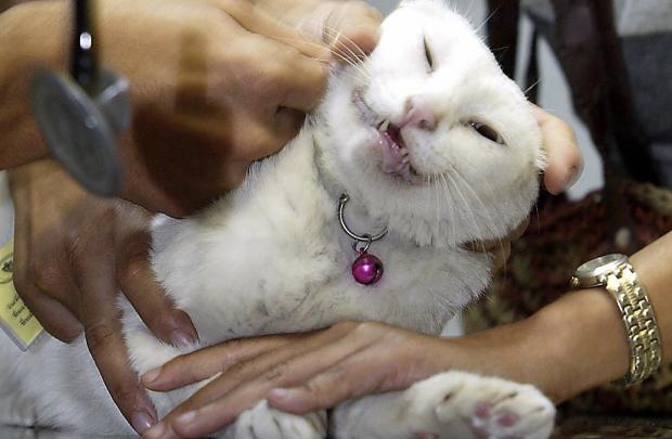 Giliran Kucing Peliharaan Yang Terinfeksi Virus Corona