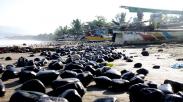 Pantai Cipatuguran Sukabumi Dipenuhi Tumpahan Batu Bara