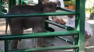 Tingkah Lucu Bayi Gajah Sumatera di Kebun Binatang Surabaya