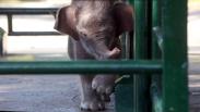 Tingkah Lucu Bayi Gajah Sumatera di Kebun Binatang Surabaya