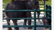 Tingkah Lucu Bayi Gajah Sumatera di Kebun Binatang Surabaya