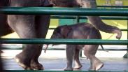 Tingkah Lucu Bayi Gajah Sumatera di Kebun Binatang Surabaya