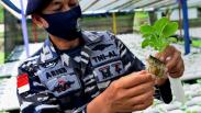 TNI AL Tanam Sayuran Hidroponik, Hasil Dibagikan Gratis kepada Warga Miangas