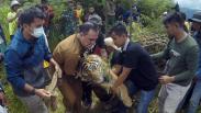 Satu Lagi Harimau Sumatera Masuk Perangkap Dievakuasi BKSDA Sumbar