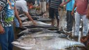 Tangkapan Ikan Tuna Nelayan Aceh Turun akibat Cuaca Buruk