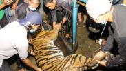 Harimau Sumatera Masuk Perangkap Dievakuasi BKSDA Aceh
