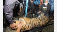 Harimau Sumatera Masuk Perangkap Dievakuasi BKSDA Aceh