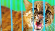 BKSDA Jambi Rawat Kucing Emas Asia Jantan