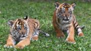 Kenalkan Isyana dan Aura, Dua Bayi Lucu Harimau Sumatera