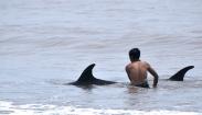 Lumba-Lumba Terdampar di Pantai Padanggalak Bali Diselamatkan Warga