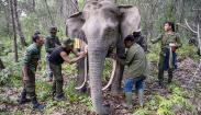 Ketika Pawang Memasang GPS Collar ke Dua Gajah Sumatera Liar
