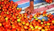 Petani Salimpaung Sumbar Panen 1 Ton Tomat Servo dalam Seminggu