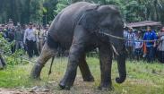 Detik-Detik 2 Gajah Sumatera Liar Ditangkap Warga-Dipindah ke Hutan Konservasi