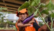 mpi_budi_daya_terong__4_ mpi_budi_daya_terong__4_