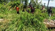 Polisi Musnahkan 4 Hektare Ladang Ganja Siap Panen