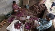 Manisnya Keripik Telo Ungu Khas Trawas Mojokerto