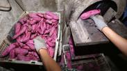 Manisnya Keripik Telo Ungu Khas Trawas Mojokerto