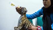 Lucunya Donggalah, Anak Harimau Benggala di Bandung Zoo
