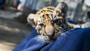 Lucunya Donggalah, Anak Harimau Benggala di Bandung Zoo