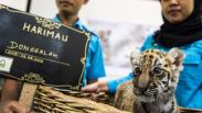 Lucunya Donggalah, Anak Harimau Benggala di Bandung Zoo
