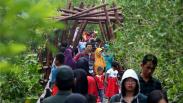 Libur Tahun Baru, Hutan Mangrove Wonorejo Dipenuhi Pengunjung