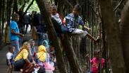 Libur Tahun Baru, Hutan Mangrove Wonorejo Dipenuhi Pengunjung