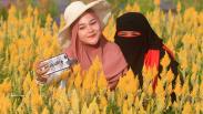 Viral di Media Sosial, Taman Bunga Celocia Garden Diserbu Wisatawan