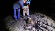Seekor Dugong Mati Terbawa Arus Surut di Pantai Pulau Bungkuk Indah