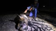 Seekor Dugong Mati Terbawa Arus Surut di Pantai Pulau Bungkuk Indah