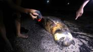 Seekor Dugong Mati Terbawa Arus Surut di Pantai Pulau Bungkuk Indah