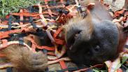 Momen Pelepasan Orangutan ke Alam Liar di Suaka Margasatwa Singkil