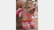 Hari Valentine, Kucing-Kucing Lucu Ini Pakai Kostum Serba Pink