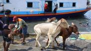 Kapal Tidak Bisa Bersandar, Hewan Ternak Ini Dilempar ke Laut