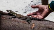 74 Ekor Anak Komodo Lahir di Kebun Raya Surabaya